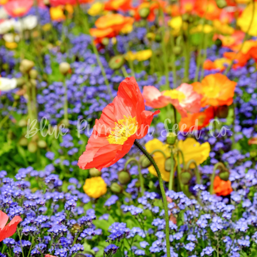 Honey Bee Wildflower seed mix Blue Pumpkin Seed Co