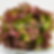 A plate full of fresh Prizehead lettuce seeds.