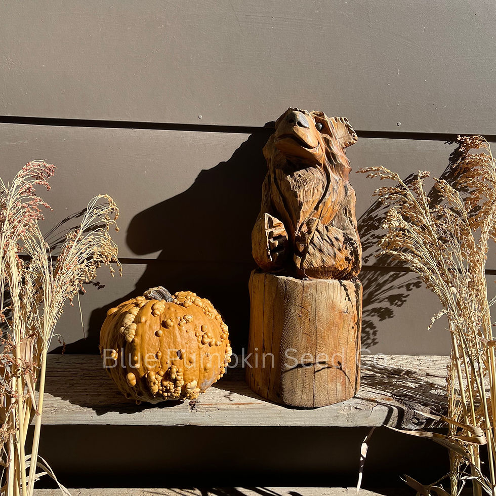 Miniatura: Broom corn, a bear statue, and a Grizzly Bear F1 pumpkin.