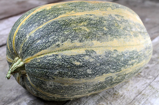 Thumbnail: Close up of a Tours pumpkin.