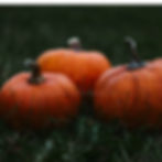 A few Thumpkin orange pumpkins in a grassy field.