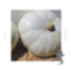 Thumbnail: Gray Ghost F1 pumpkin promo video.