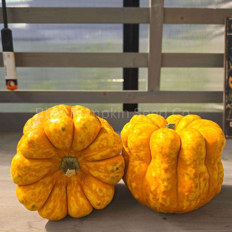 Two Betsy Pumpkins in a greenhouse.