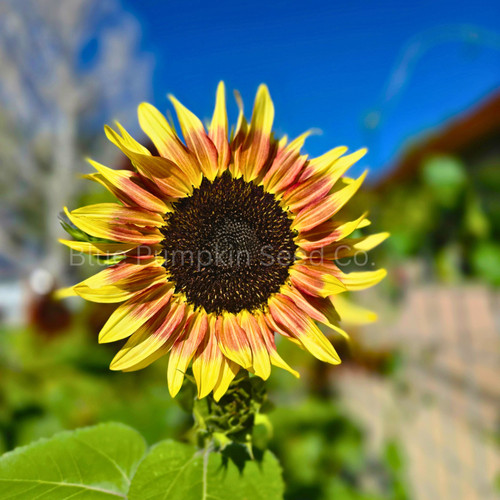 Cherry Rose F1 sunflower seeds | Blue Pumpkin Seed Co