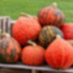 A large pile of Warty Sunset pumpkins on a wooden bench.