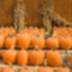 Thumbnail: Several Howden Pumpkins on display at a fall festival.