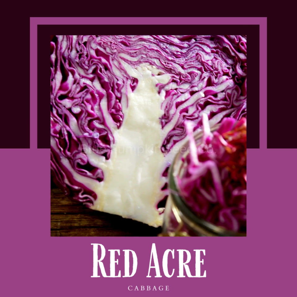 Miniatura: Red Acre Cabbage seeds video./