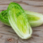 A fresh cut head of Parris Island Cos lettuce.