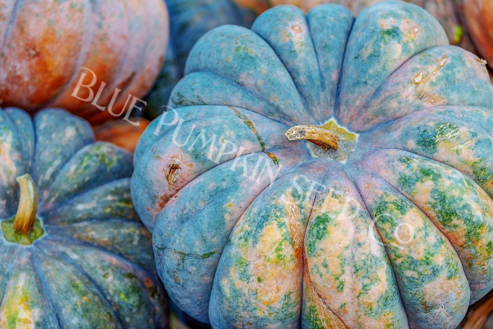 A pile of Speckled hound pumpkins.