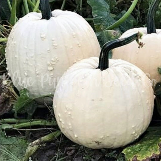 Miniatura: Two Specter pumpkins next to a pumpkin patch.
