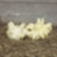 Thumbnail: Two Yugoslavian Fingers squash on a bed of hay.