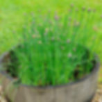 Garlic chives growing in an old whiskey barrel.