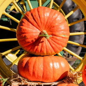 Miniatura: Two Prince Charming F1 pumpkins stacked one on top of the other.