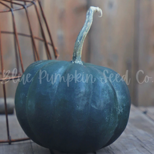 Miniatura: A single Midnight Pumpkin on a wooden table.
