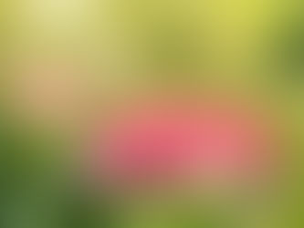 【雲水繡球花季x母親節企劃𝙢𝙤𝙩𝙝𝙚𝙧'𝙨 𝙙𝙖𝙮 】