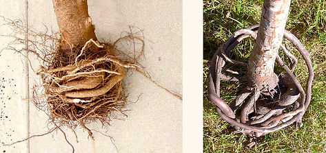 girdling-roots.jpg