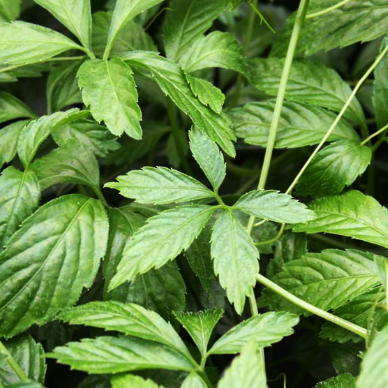 Herbe de l'immortalité (Jiaogulan)