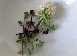 Chibble Flowers, Oregano