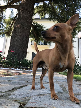 animali ammessi