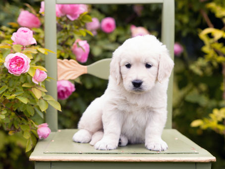 How to maintain the ideal weight of a Golden!