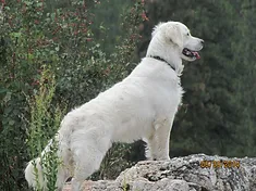 b3bd1a_252ab4d9a3404528a5435c39000c73be (1).webp