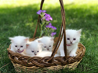 Ragdoll Kittens For Sale