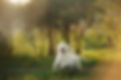 footer_bg.jpg