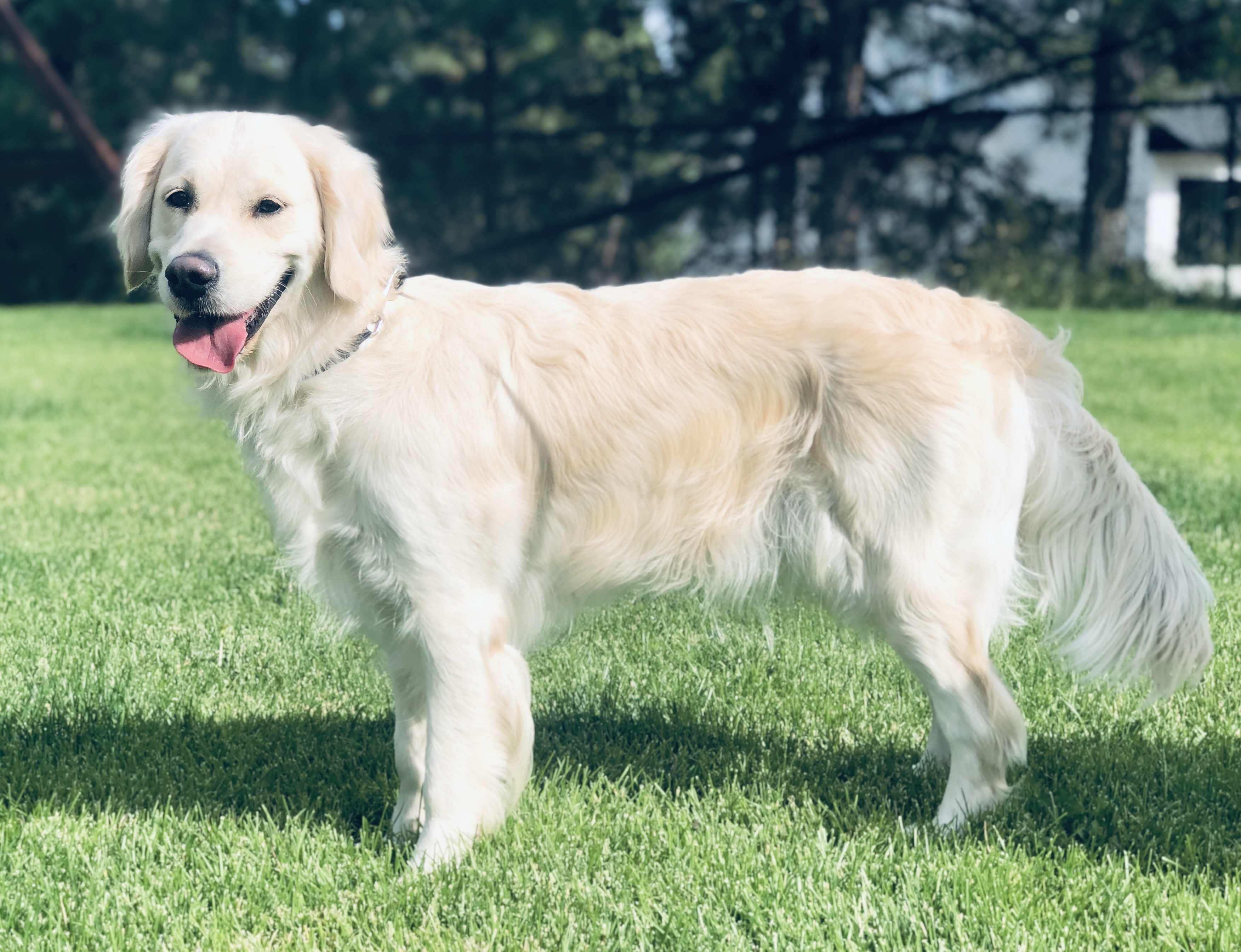 sweet maple goldens