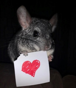 Empress Chinchilla Resource Library Breeders 24-03 - Mentor a Must!