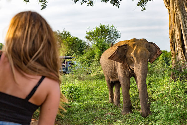 SriLanka_Udawalewe_Elephant_Lucy_Hires.jpg