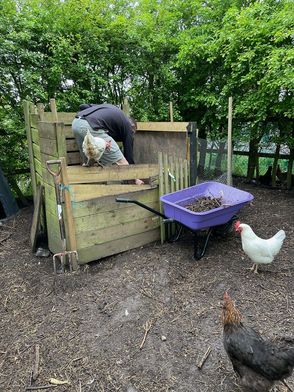Here our hens help with the composting process by turning it over and adding their own 'poultry manure' to the mix!