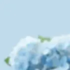 blue-hydrangea-flower-border-on-600nw-2391369259.webp