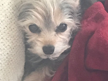 Old Dogs Rock – Where Music, Memories, and Muzzles Meet