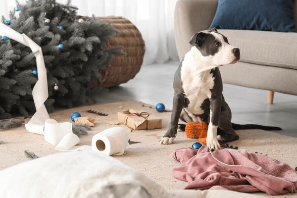 Who Let The Dogs In?