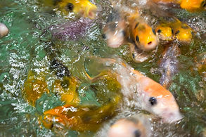 Fish at McAlester-17.jpg