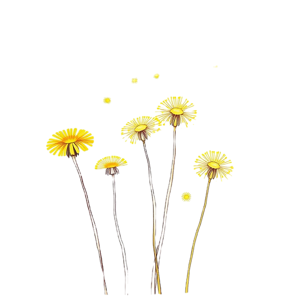 sketched yellow dandilions on white background.png