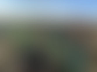 🌳 Semaine du 8 novembre 2021 🌳