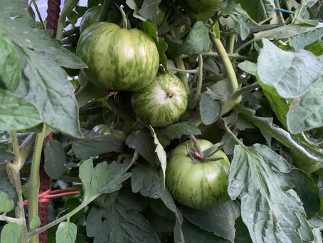 🌼 Samedi 20 août 2022🌼