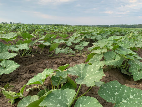 🌱Semaine du 17 juillet 2023 🌱