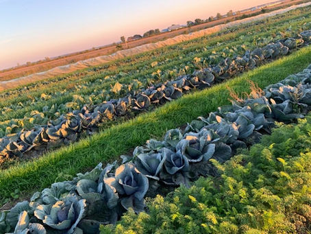 🍂 Semaine du 11 octobre 2021 🍂