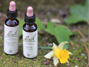 Les fleurs de Bach, comment les utiliser ?