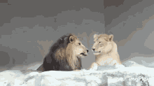 lions.gif