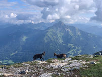 Chamois