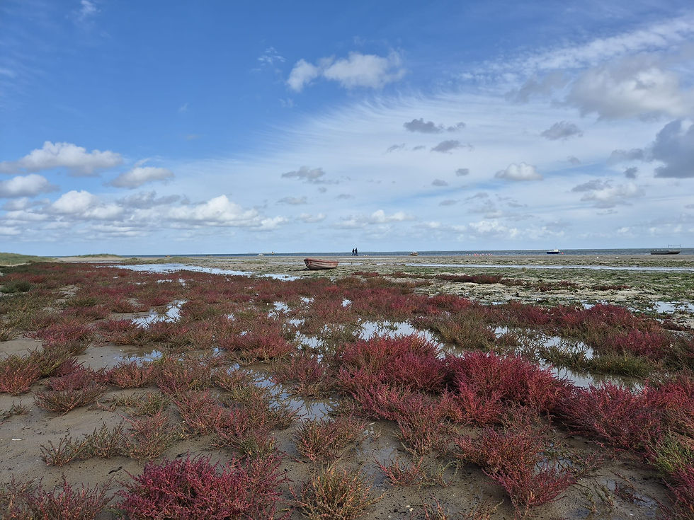 Wide tidal marsh with red plants, shallow pools, small boats, and two people under a bright blue, clouded sky.