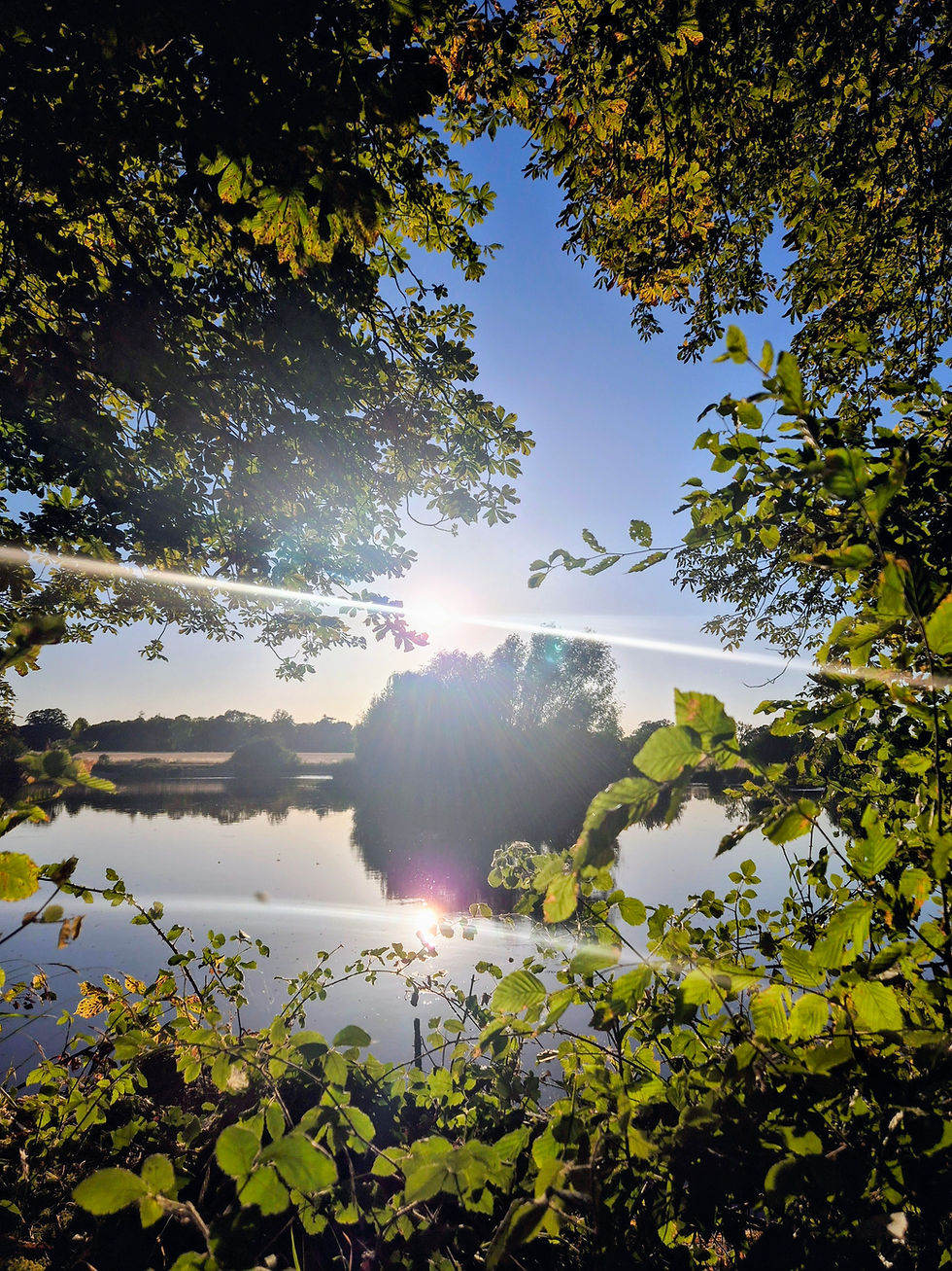 Sunlight shines over a calm lake, framed by green tree branches and leaves, creating a bright, peaceful morning scene.