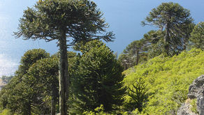 Macrozona sur: Interacción virtuosa para un desarrollo territorial