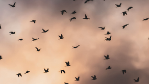 Ya puedes revisar y comentar los avances de nuestra Hoja de Ruta