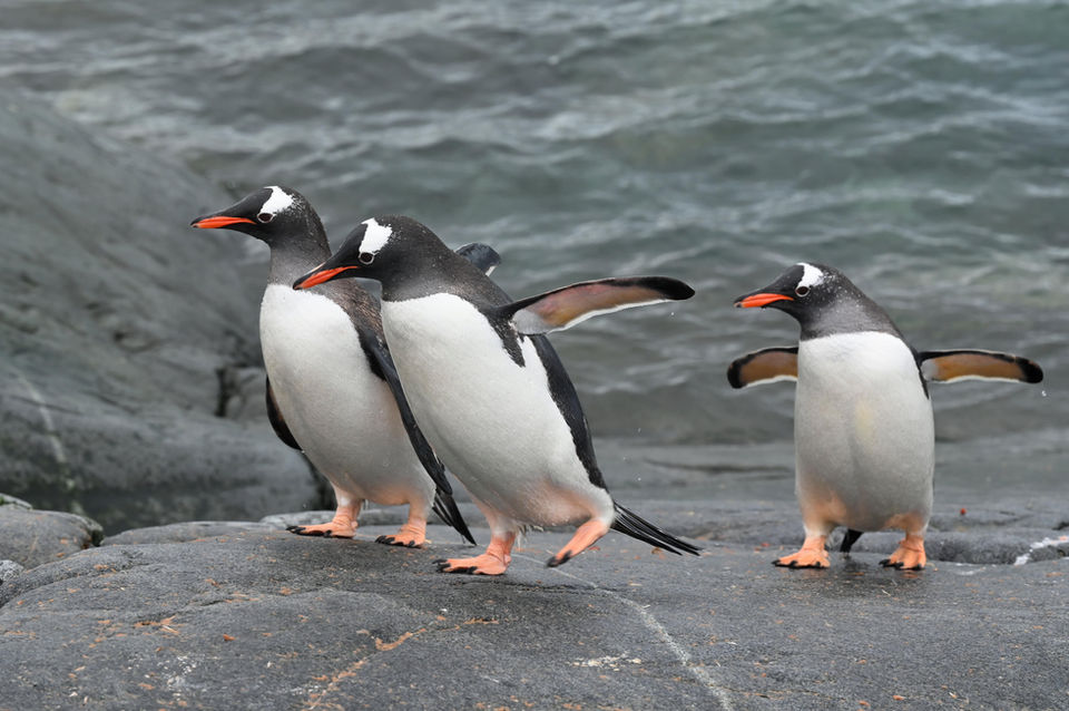 Tánana Expédition : L'Antarctique