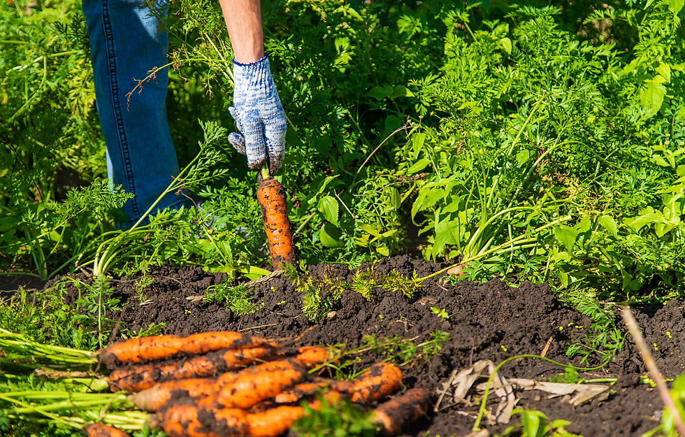 Pourquoi les carottes sont-elles bonnes pour vos chevaux ?