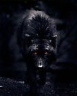 Psychoblackdog.jpg